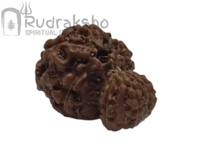 Garbh Gauri Rudraksha from Indonesia